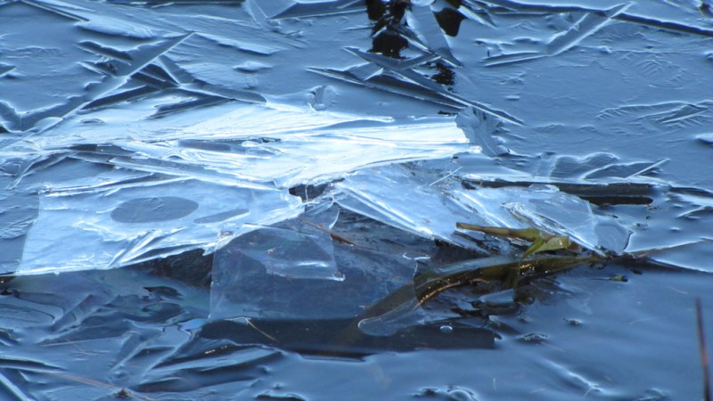 Turtle Ice Block Is That a Turtle Under the Ice? - Cool Green Science