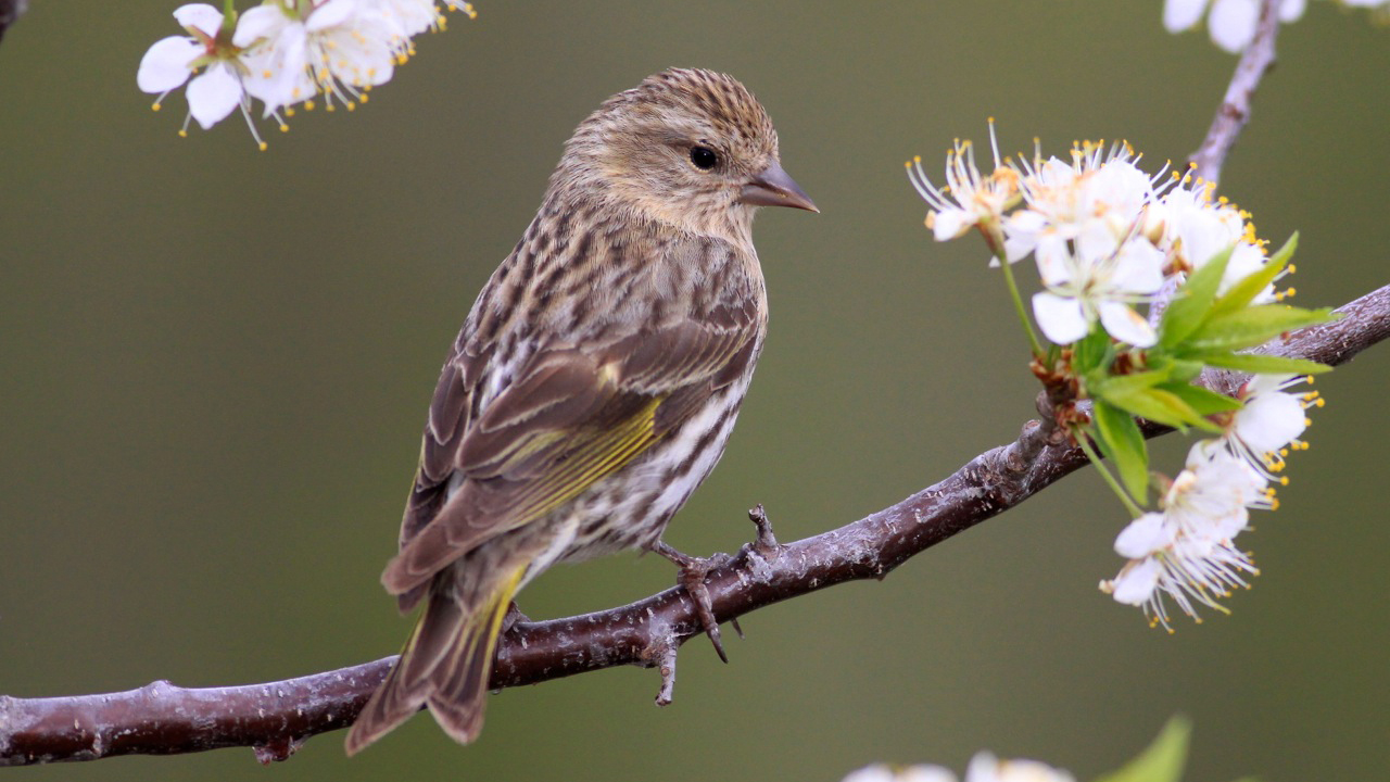 Pine Siskin. Photo © dfaulder / Flickr through a Creative Commons license