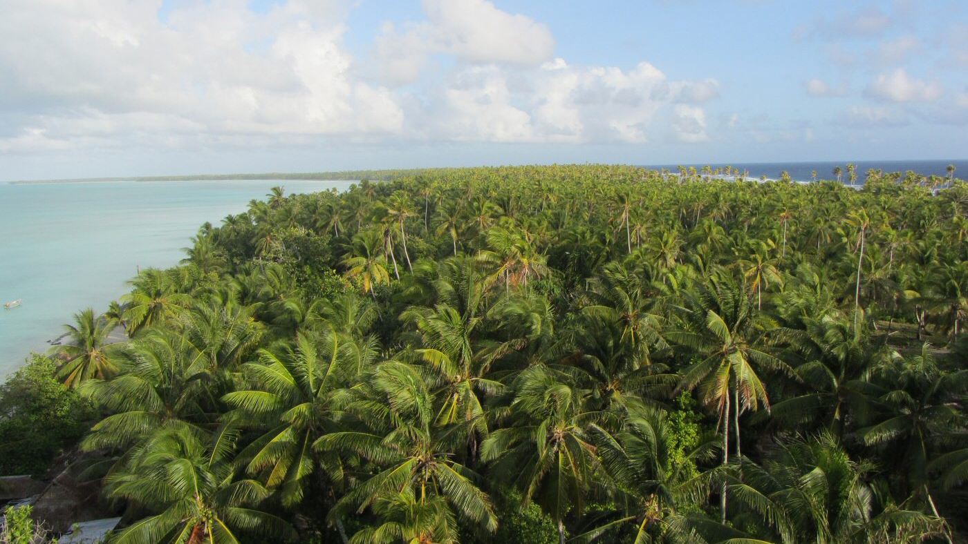 Coconut palms in Abaiang, Kiribati. Photo © Flexman (Own work) [CC BY-SA 3.0], via Wikimedia Commons