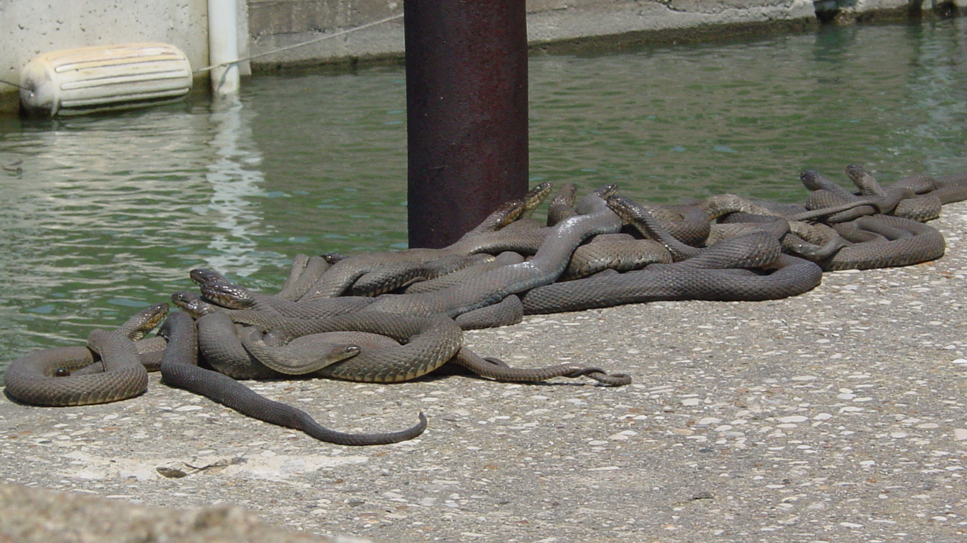 Lake Erie watersnake mating congregation. Courtesy of Dr. Kristin Stanford, Ohio Sea Grant and Stone Laboratory
