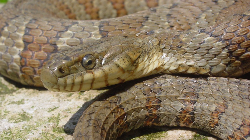 The Reptiles: Snakes, Saving Snakes, Nature