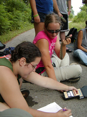 Volunteers including kids help estimate Lake Erie watersnake populations as part of Kristin Stanford's research and outreach efforts. Courtesy of Dr. Kristin Stanford, Ohio Sea Grant and Stone Laboratory