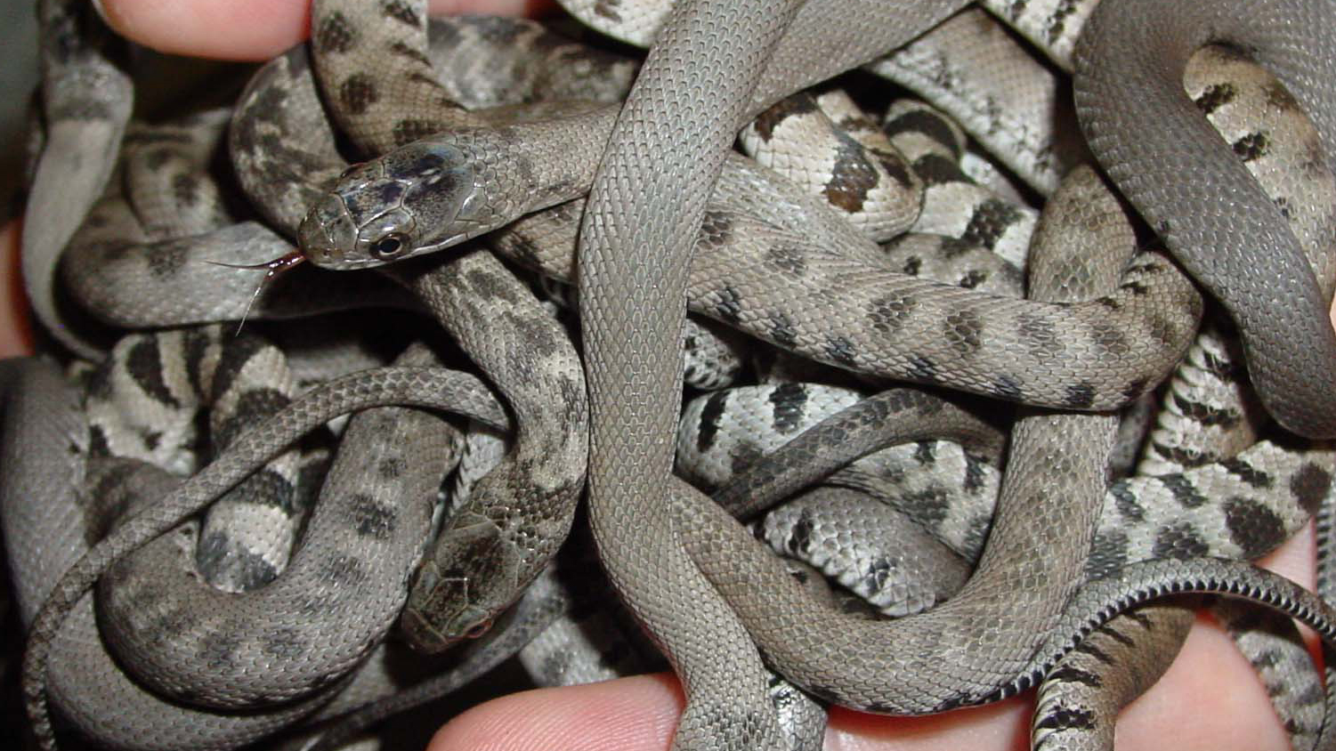 Baby Lake Erie watersnakes. Courtesy of Dr. Kristin Stanford, Ohio Sea Grant and Stone Laboratory