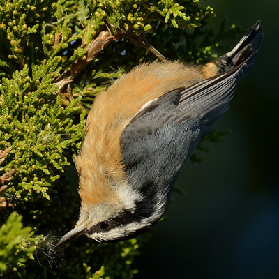 Red-breasted Nuthatch. Photo © MJ Kilpatrick