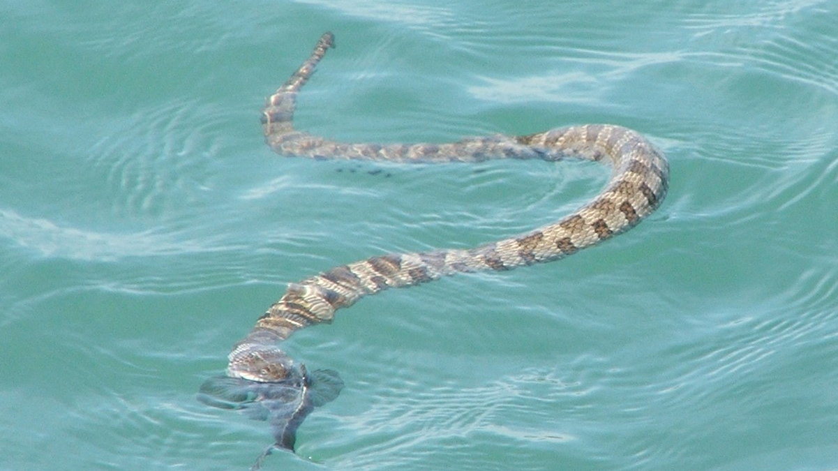 Watersnake vs goby. Courtesy of Dr. Kristin Stanford, Ohio Sea Grant and Stone Laboratory