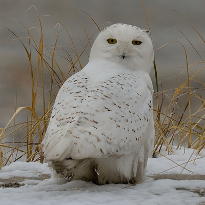 Snowy Owl. Photo © MJ Kilpatrick