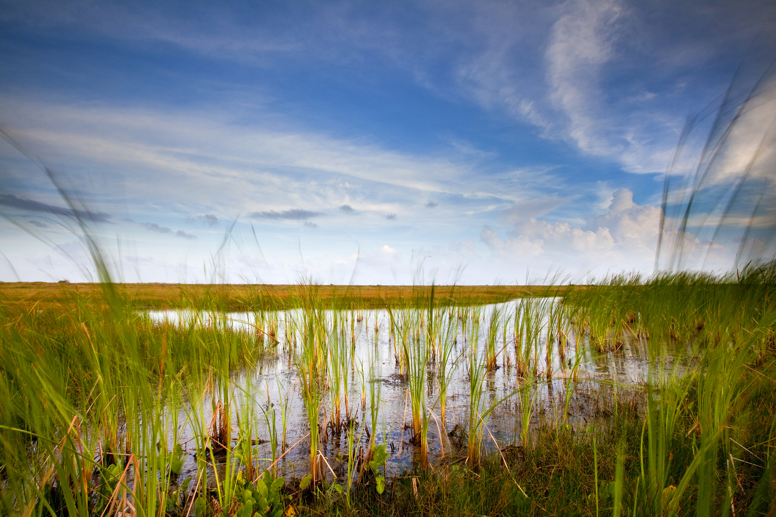  Mad Island Marsh Preserve, Texas. Photo © The Nature Conservancy (Ian Shive)
