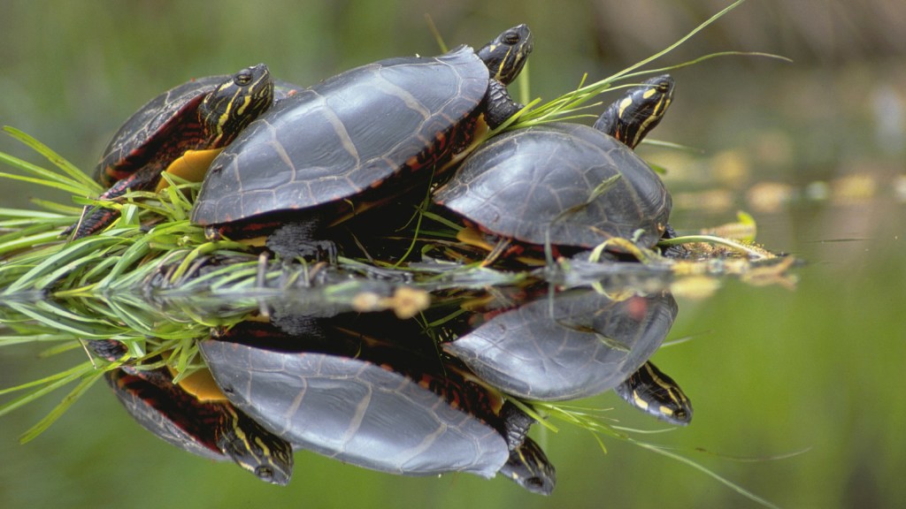 painted turtles hibernate