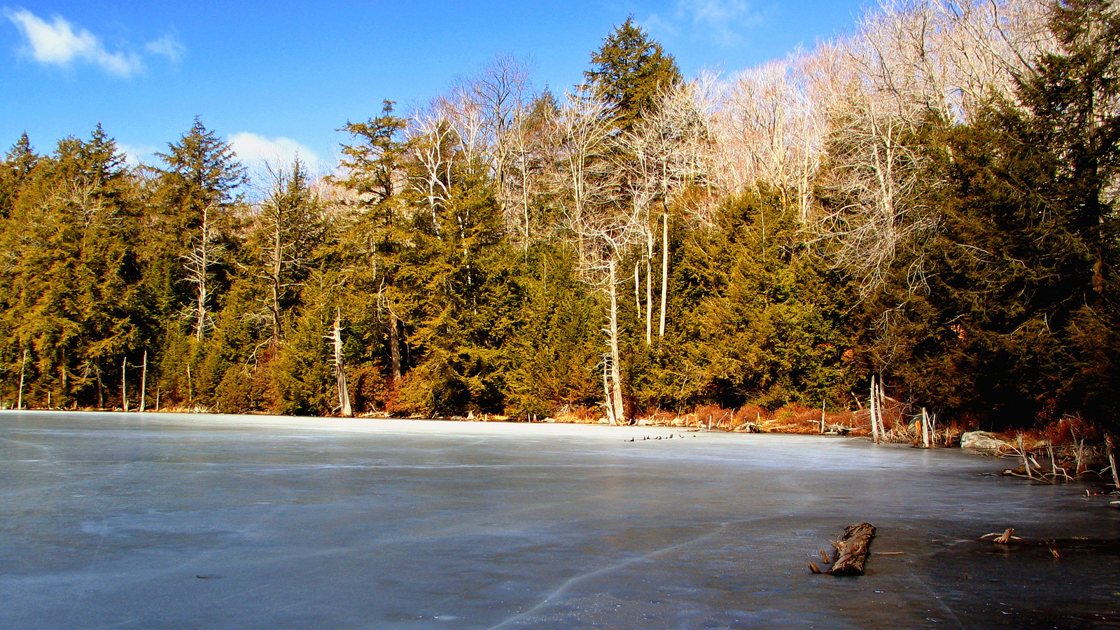 Lost Pond, North Shore. Unseen turtles are overwintering under the ice. Photo © Alden Warner