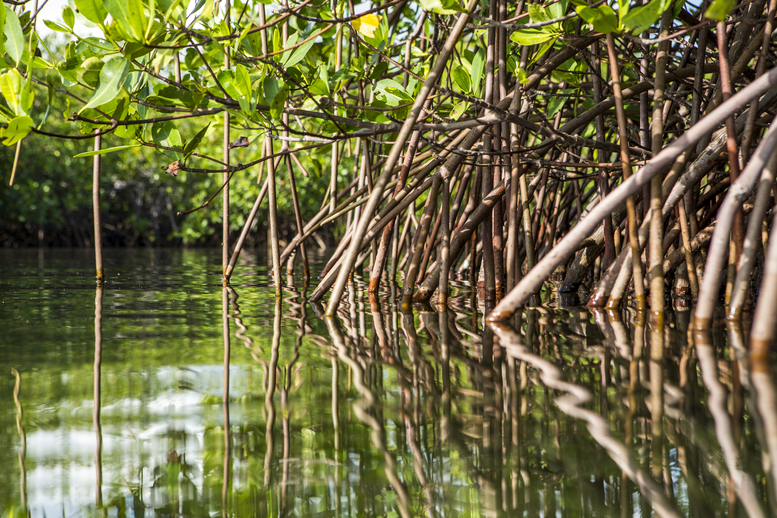 Red Mangrove (Rhizophora mangle) grows along the edge of Baie Liberte. Photo © The Nature Conservancy (Tim Calver)