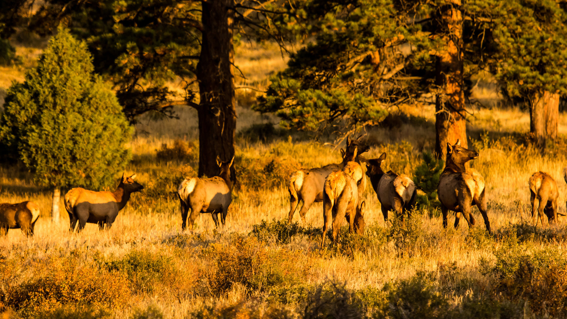 Elk at sunset in Rocky Mountain National Park. Photo © mark byzewski / Flickr through a Creative Commons license