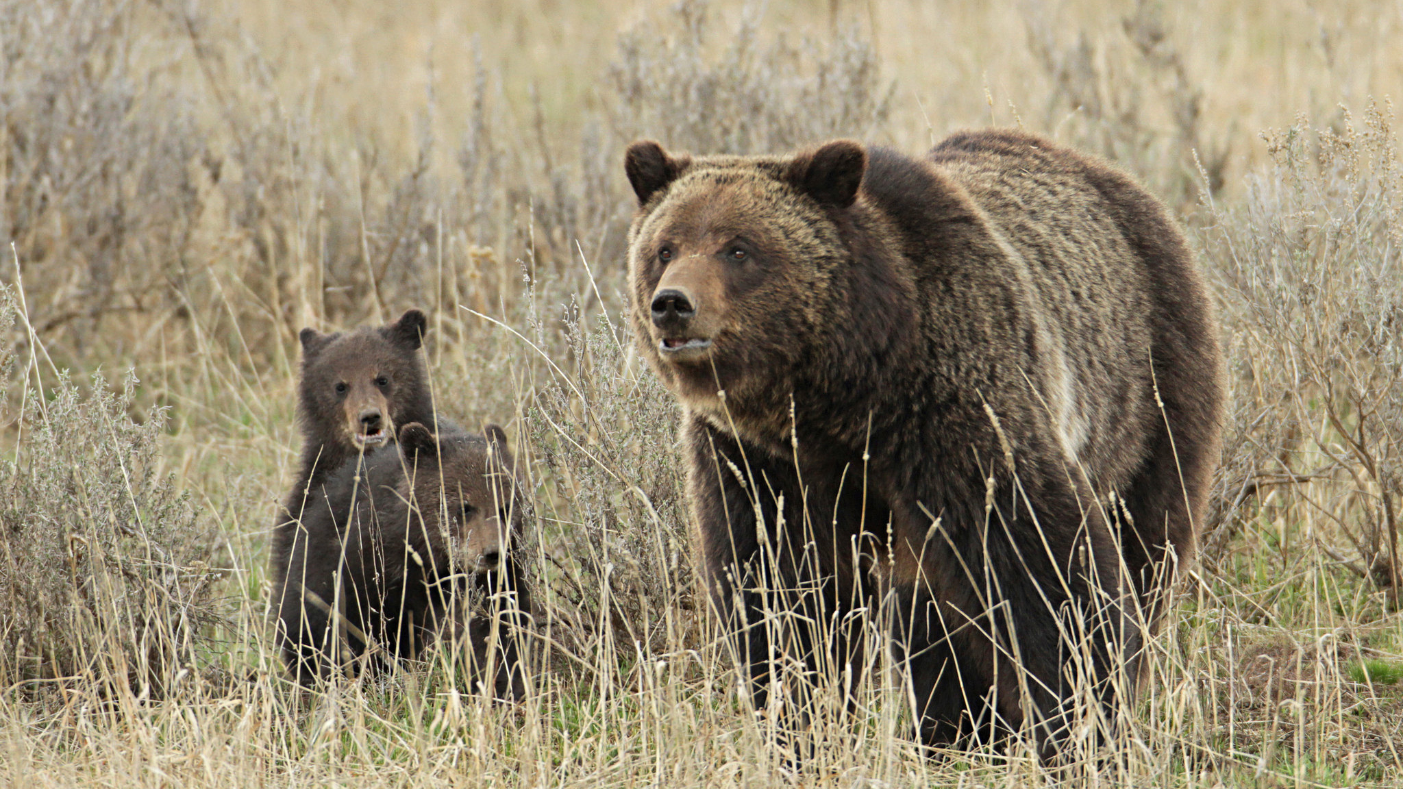 Grizzly sow and cubs near Fishing Bridge in Yellowstone. Photo by Jim Peaco / NPS in the Public Domain
