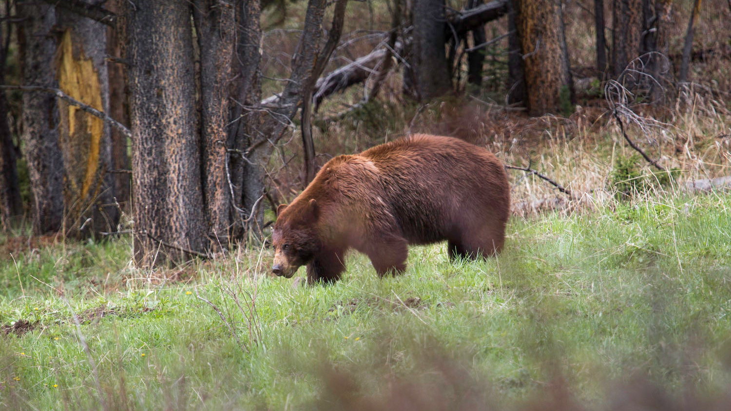 Cinnamon colored black bear near Soda Butte Creek. Photo by Neal Herbert / NPS in the Public Domain