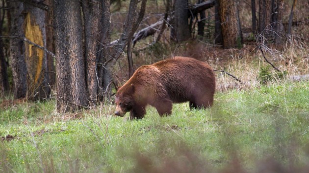 When Is a Black Bear Actually a Blue Bear? - Cool Green Science