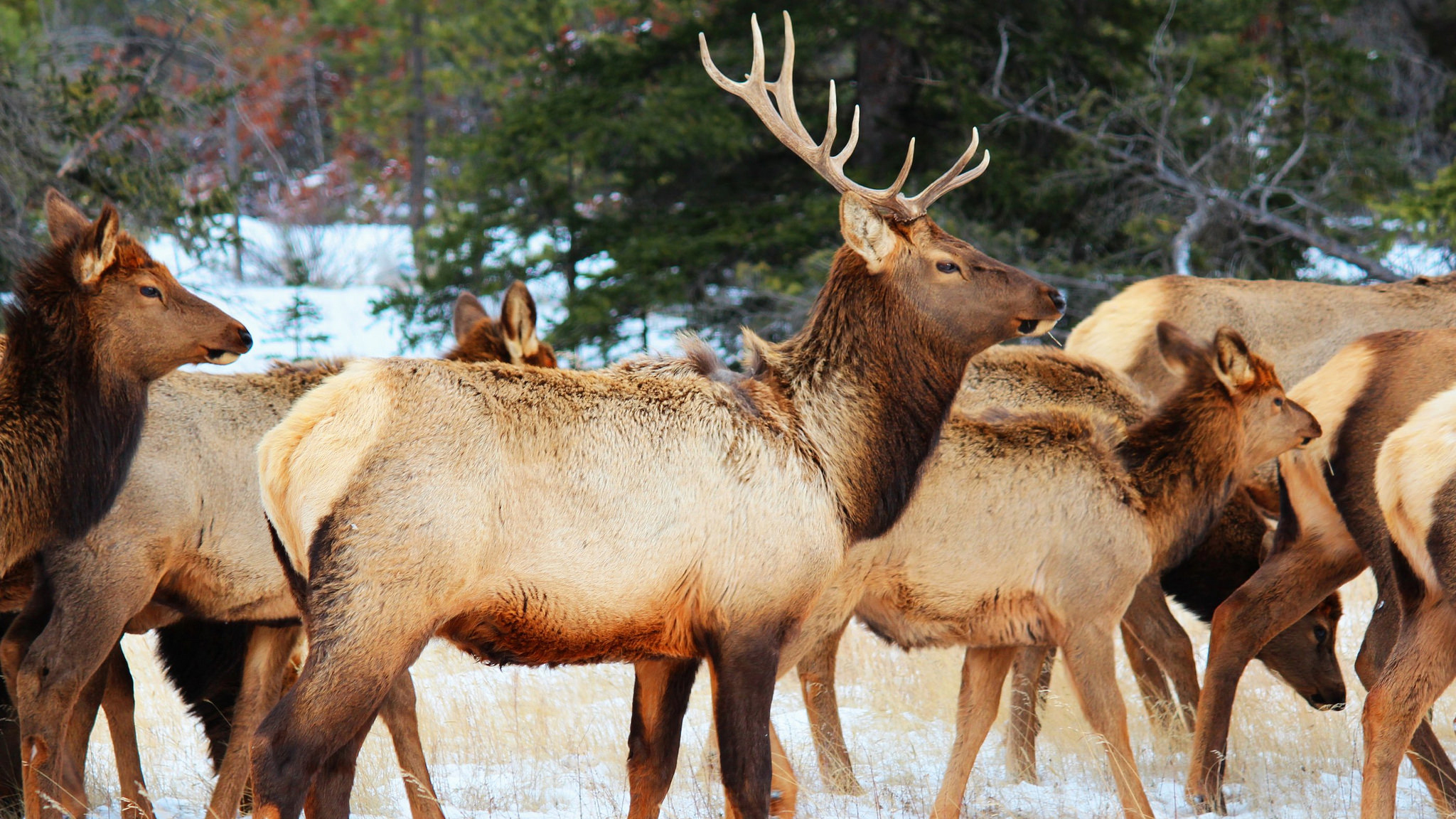 Elk in Jasper National Park. Photo © Peggy2012CREATIVELENZ / Flickr through a Creative Commons license