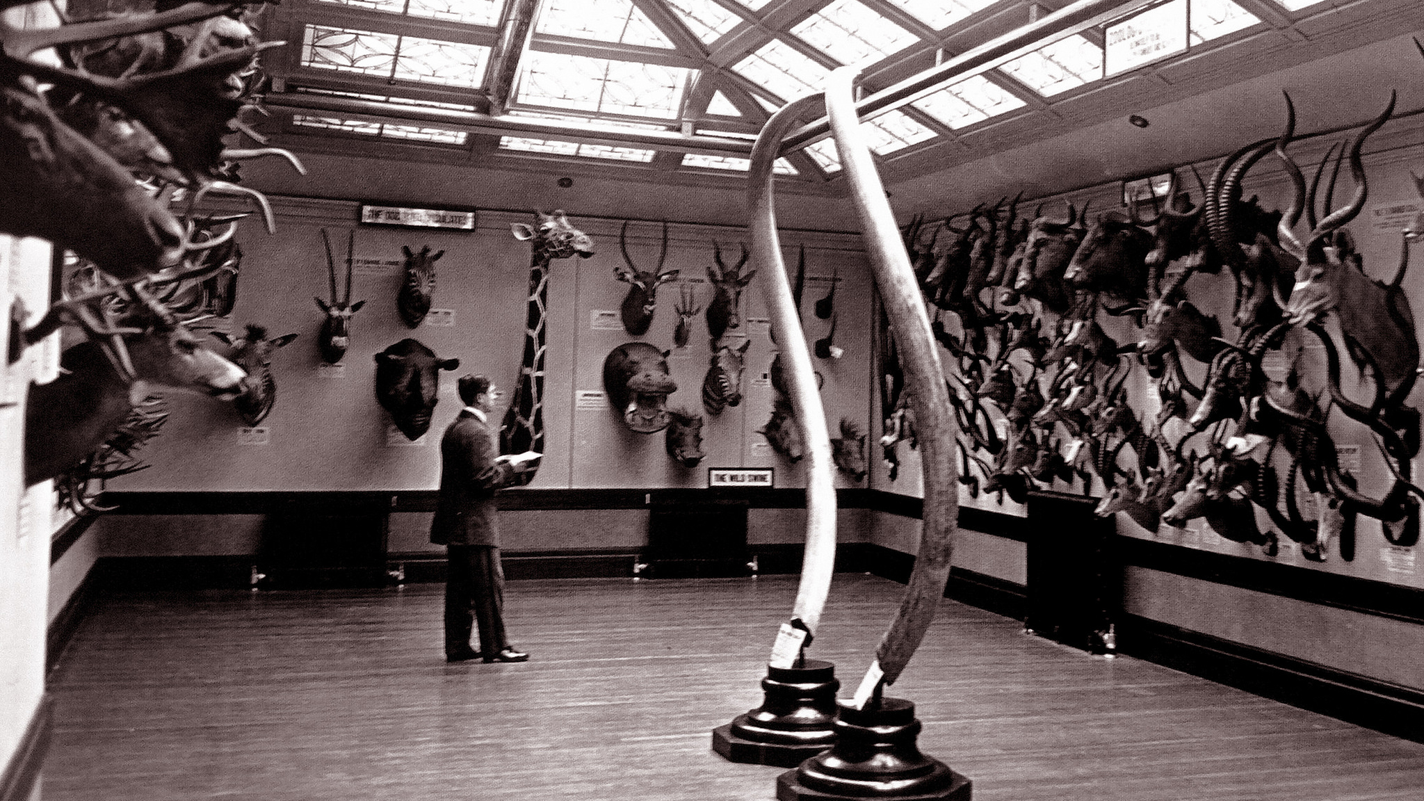 Hall of Heads and Horns, 1922, Photographer Uknown. Shared on Flickr by Jim Griffin. Used with permission.