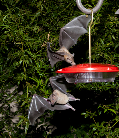 Nectar-feeding lesser long-nosed bats are attracted to a hummingbird feeder during a citizen science bat migration monitoring project in southern Arizona. Photo courtesy of Richard Spitzer