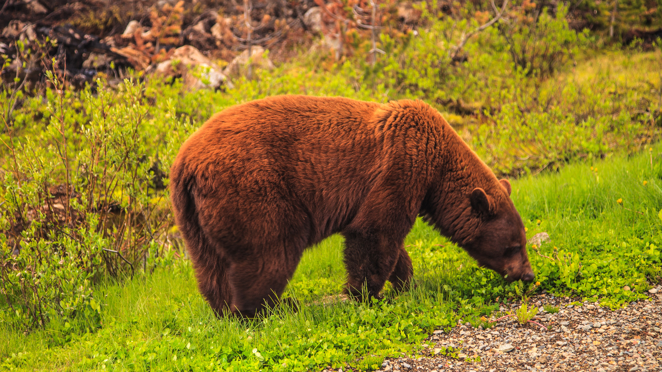 Brown black bear munching spring grass. Photo © Murray Foubister / Wikimedia Commons through a Creative Commons license