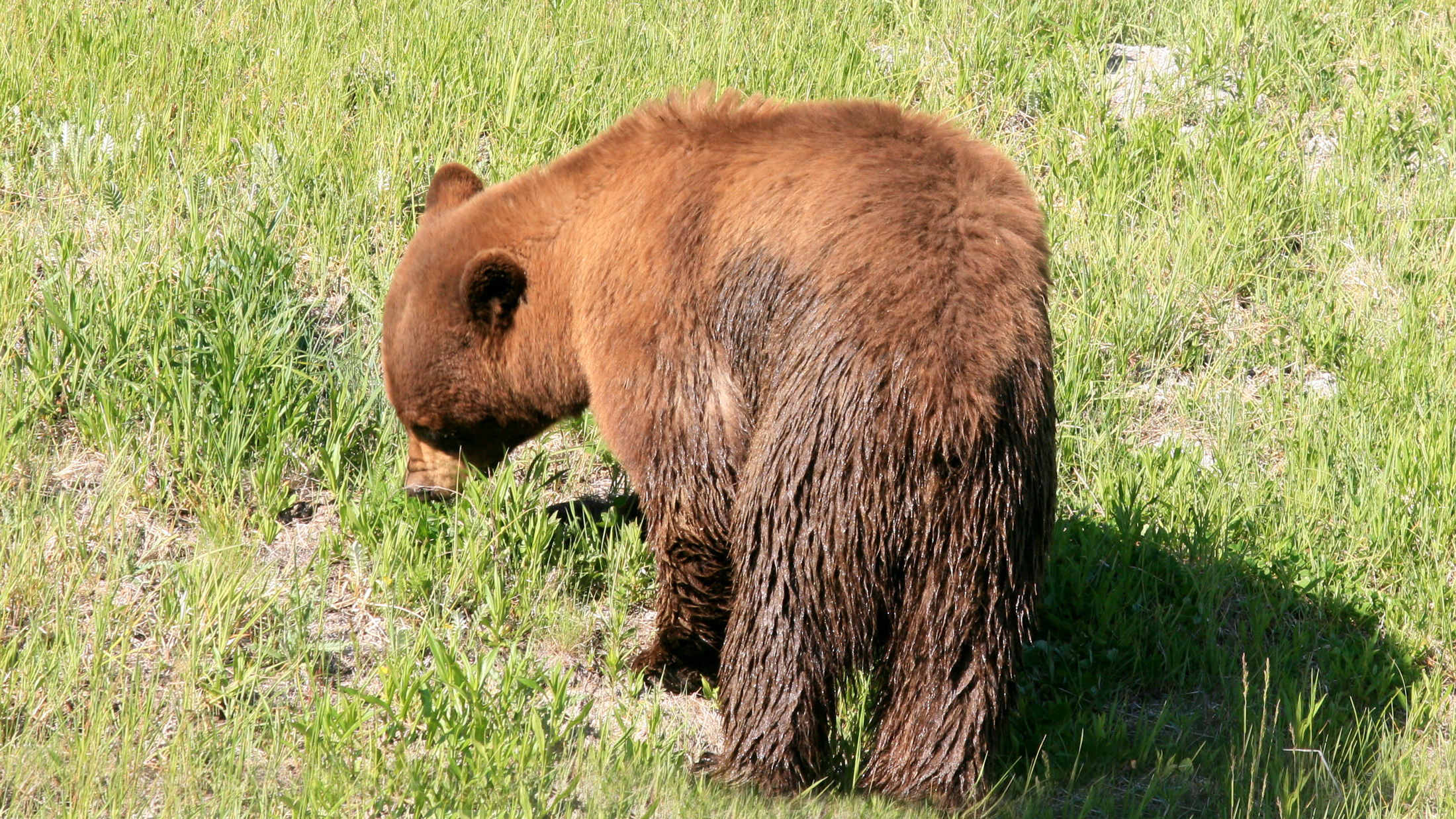 Cinnamon black bear at Yellowstone National Park. Photo © Brocken Inaglory / Wikimedia Commons through a Creative Commons license