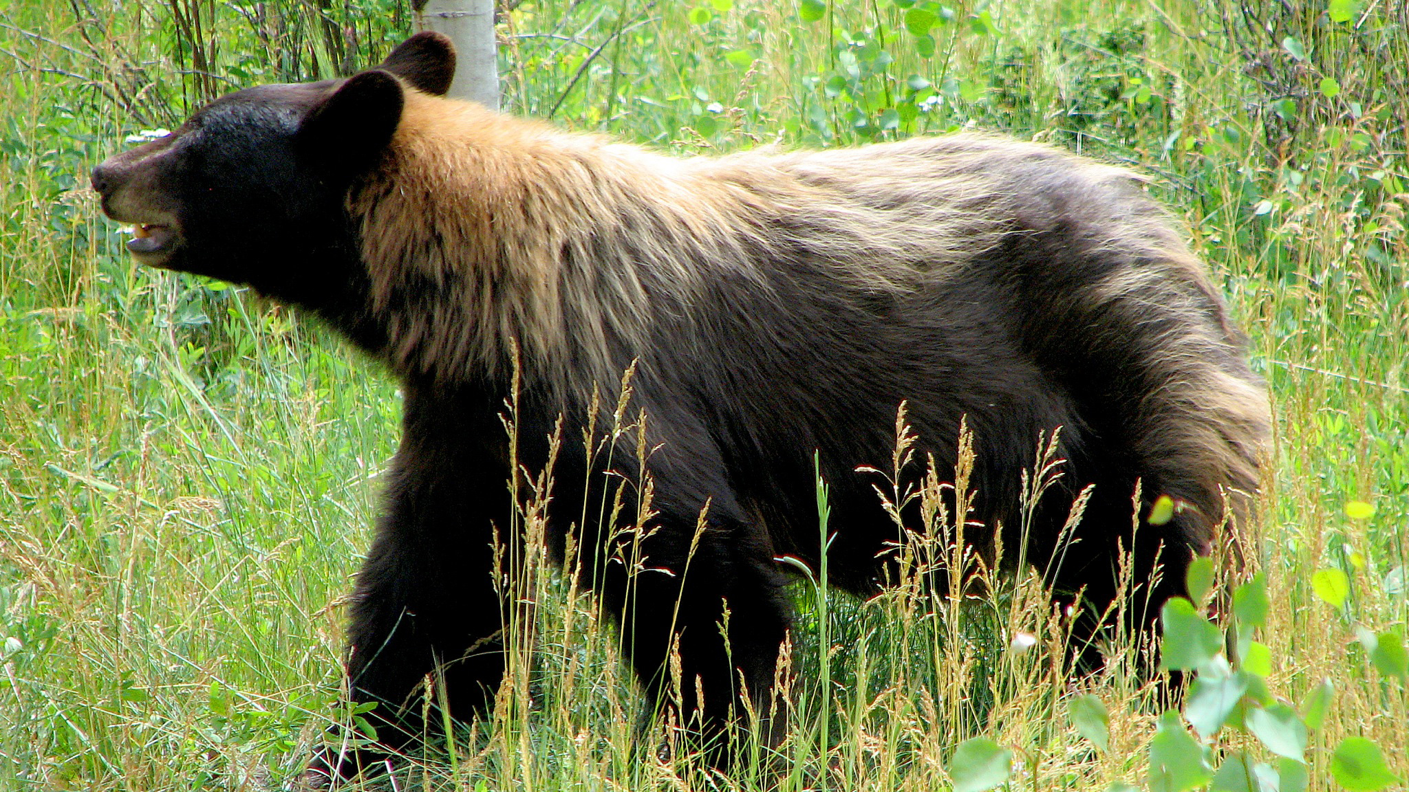 Brown black bear munching spring grass. Photo © Murray Foubister / Wikimedia Commons through a Creative Commons license