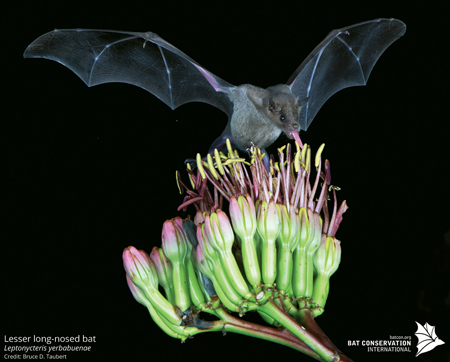 The Lesser long-nosed bat is an important pollinator of plants in Mexico and the American Southwest. Photo by Bruce D. Taubert, Courtesy of Bat Conservation International