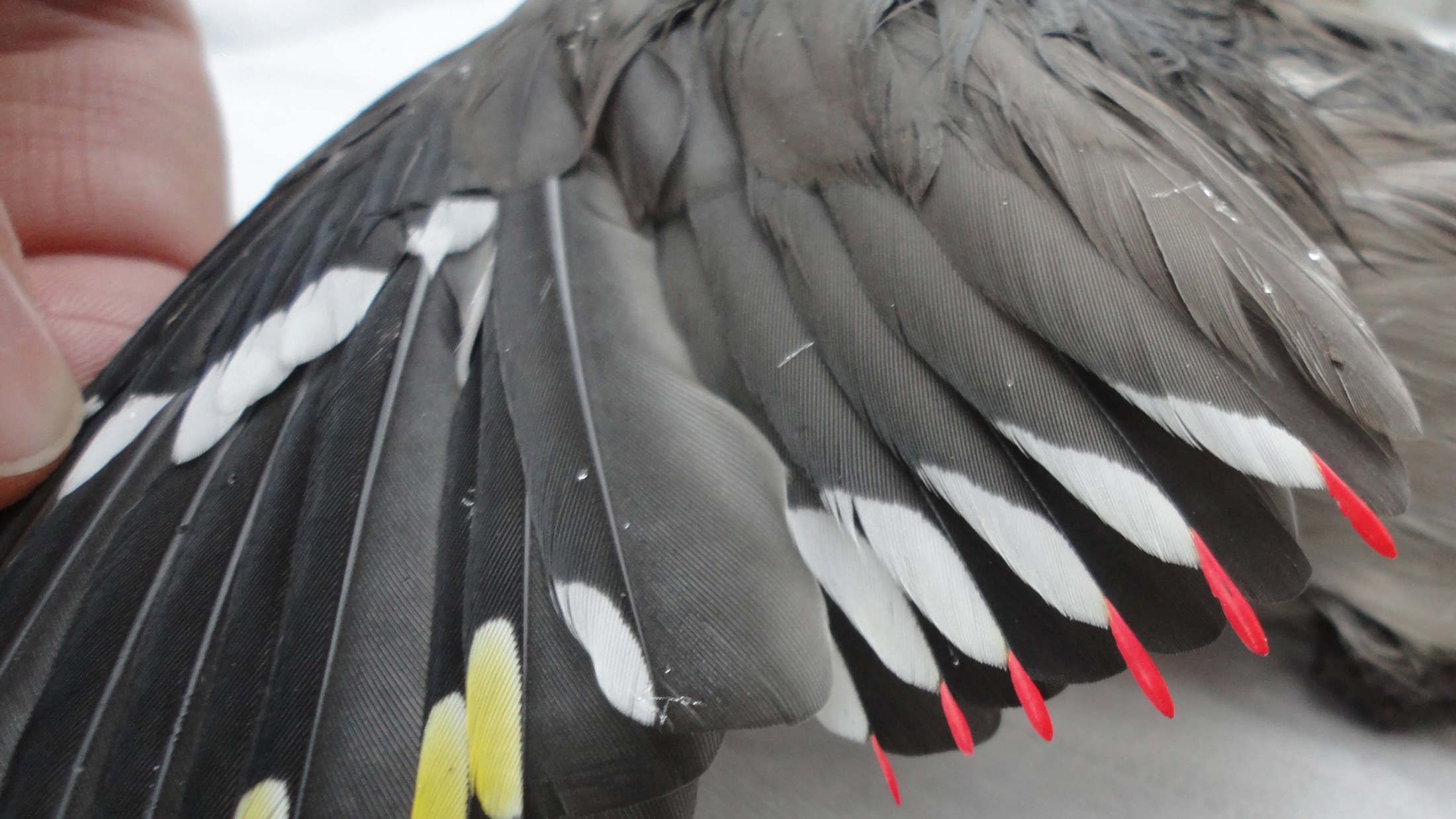 This close-up on the wing of a Bohemian Waxwing highlights the red wax tips - a characteristic they share with the Cedar Waxwing. Photo by Amphis on Wikimedia in the Public Domain