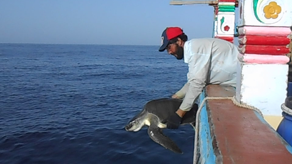 Sea turtle release. Photo courtesy of Moazzam Khan / WWF-Pakistan