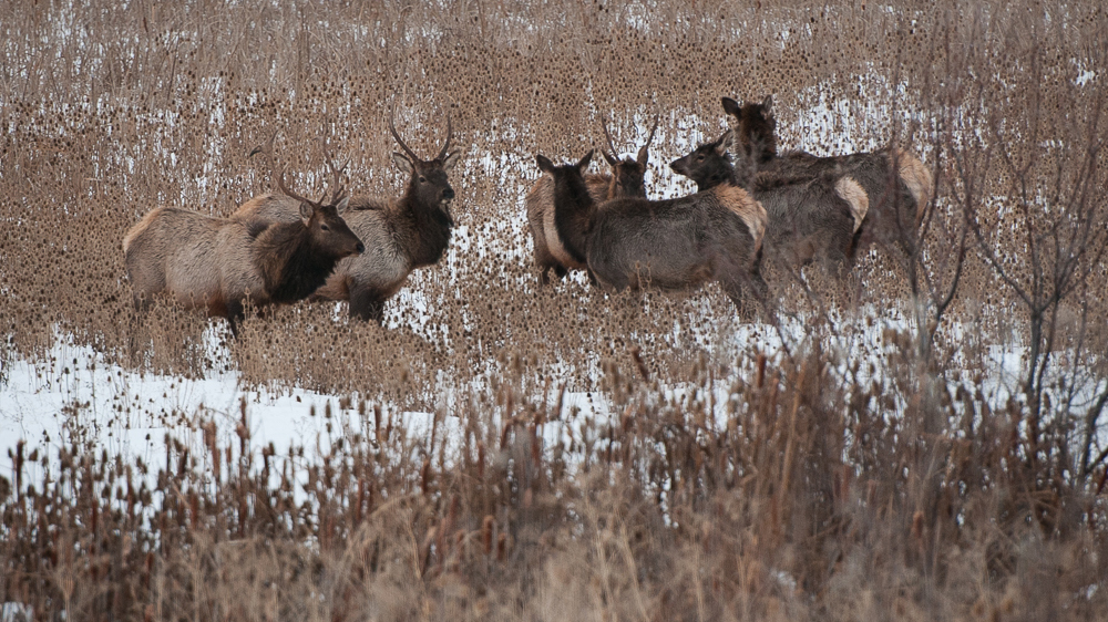 Elk at Hammer Flat. Photo © Tim Tower