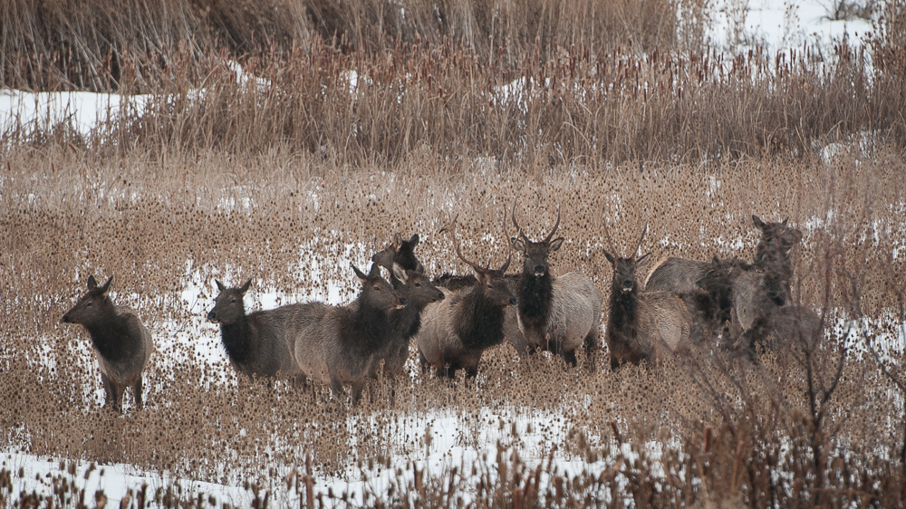 Elk at Hammer Flat. Photo © Tim Tower