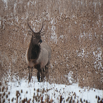 Elk. Photo © Tim Tower