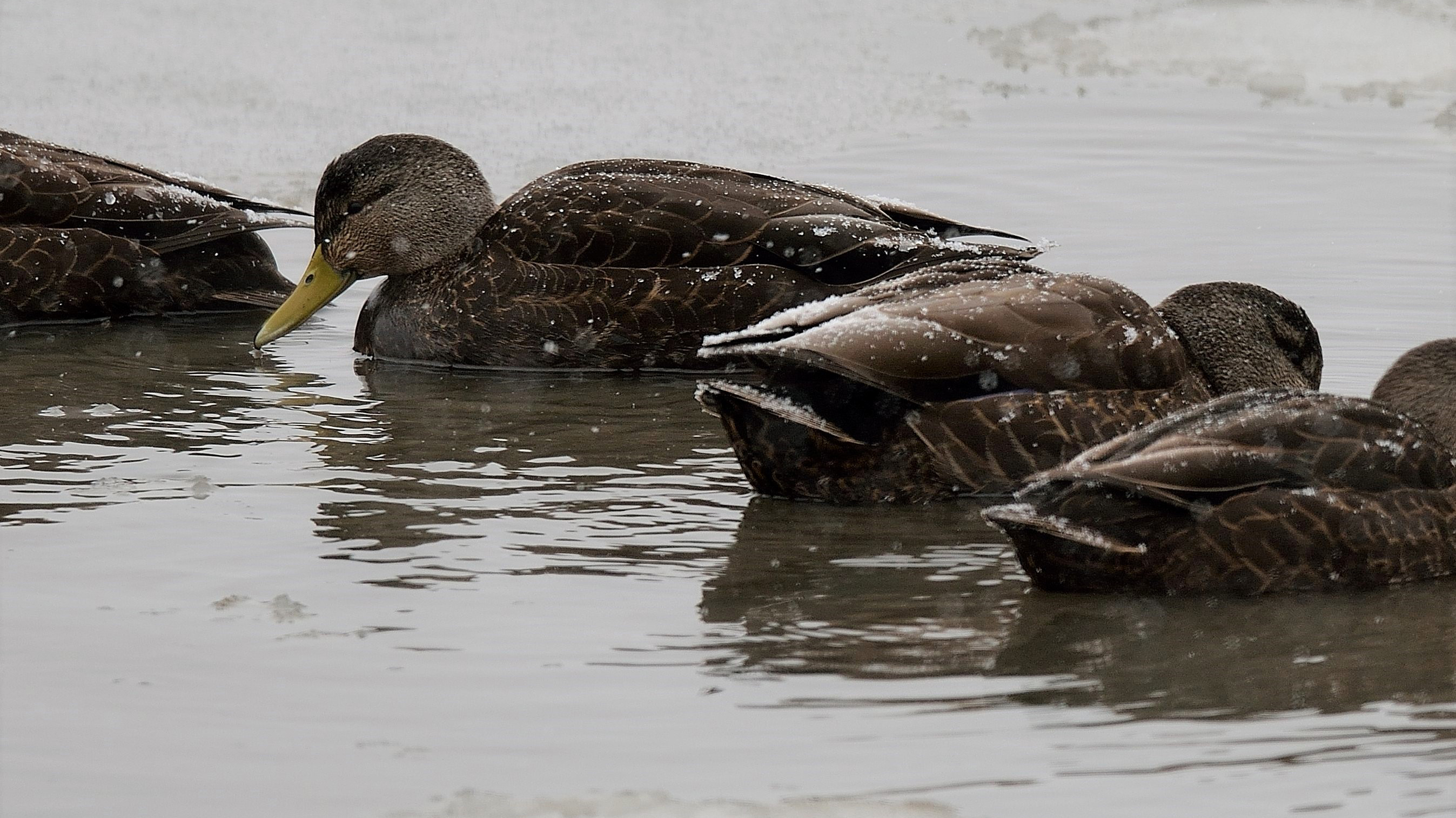 Black ducks. Photo © Mike Kilpatrick