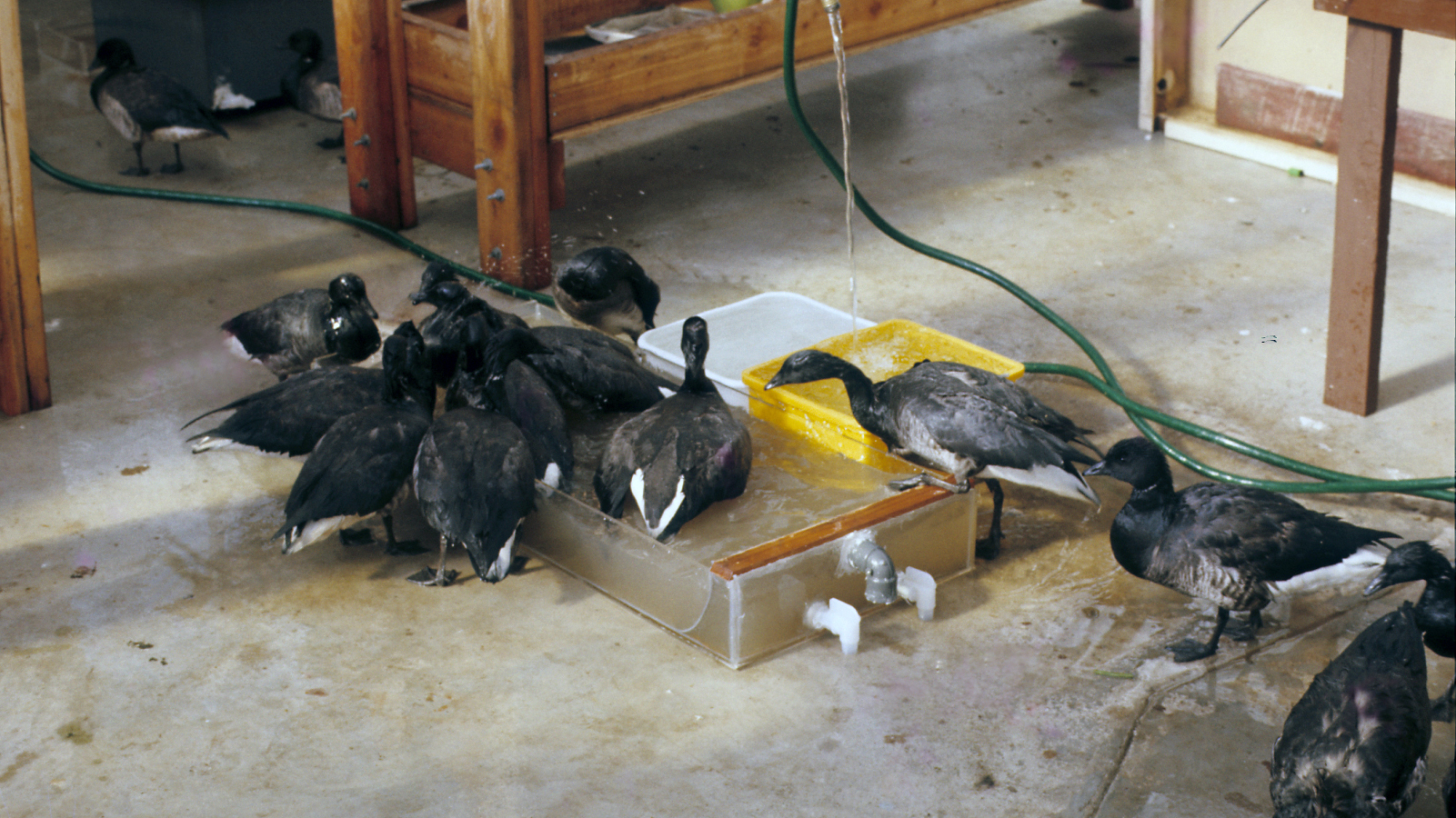 Brant bath time. Photo © Clay Sutton