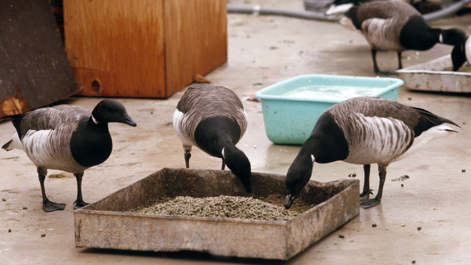 Fat and happy brant. Photo © Clay Sutton