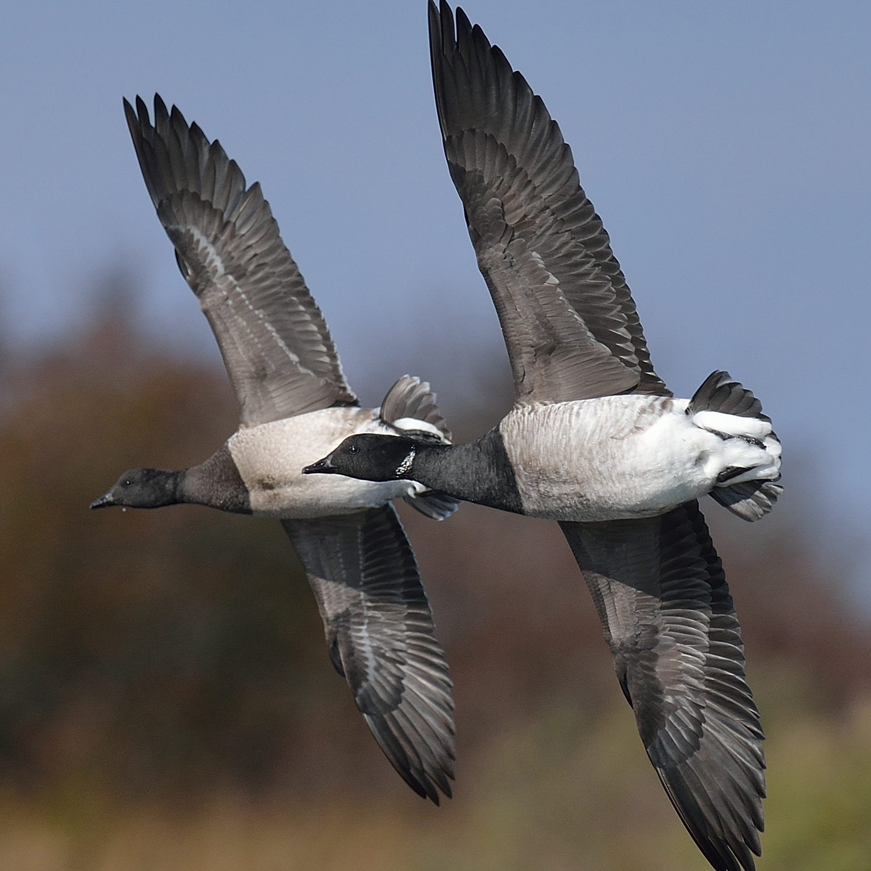 Brant flying. Photo © Mike Kilpatrick