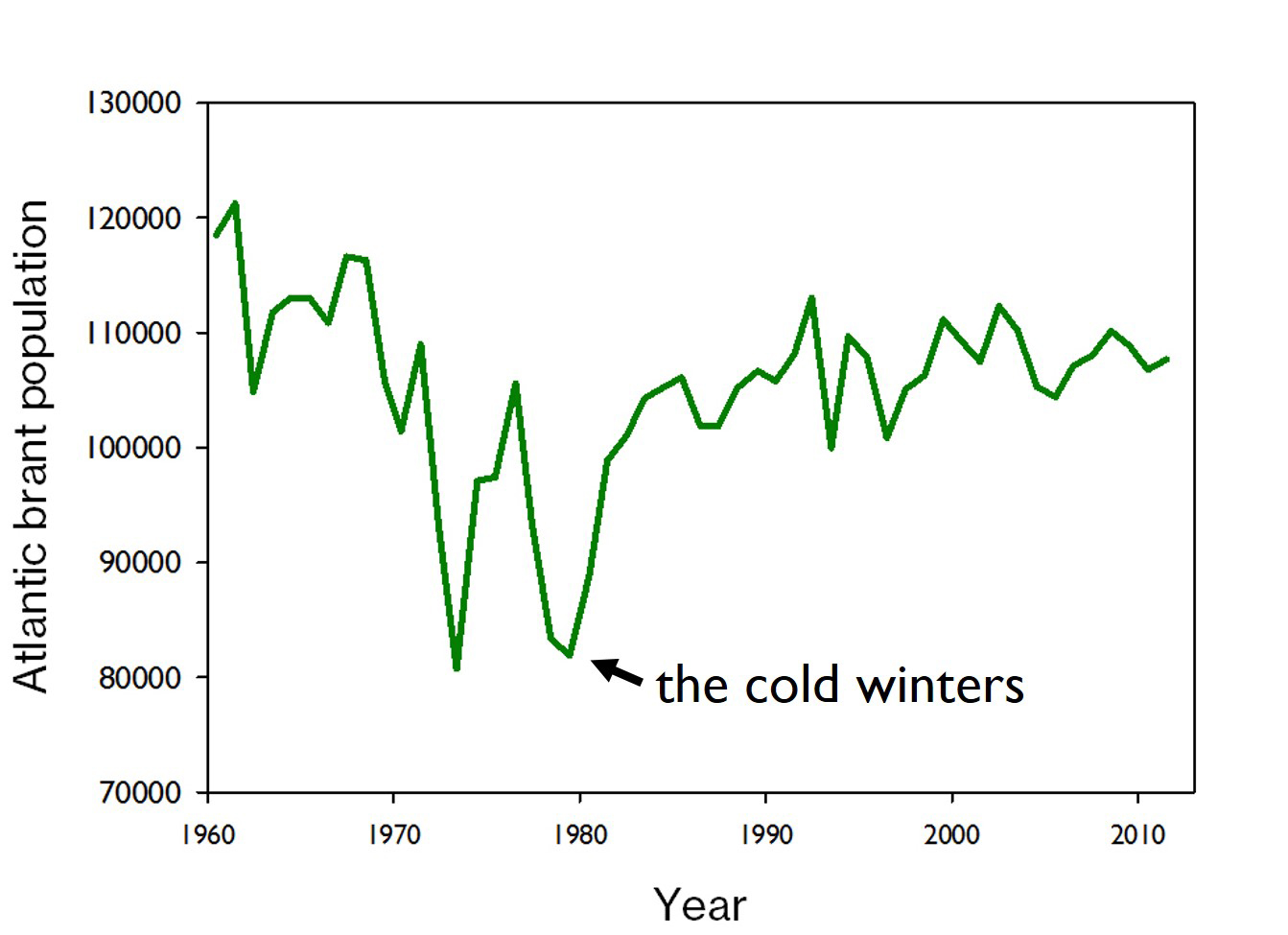 The brant population bounced back after the cold winter of 1977. Brant generally had a tough run in the 1970s – the population dip in the early 70s was due to nesting failure because their arctic nesting grounds were too cold and wet.