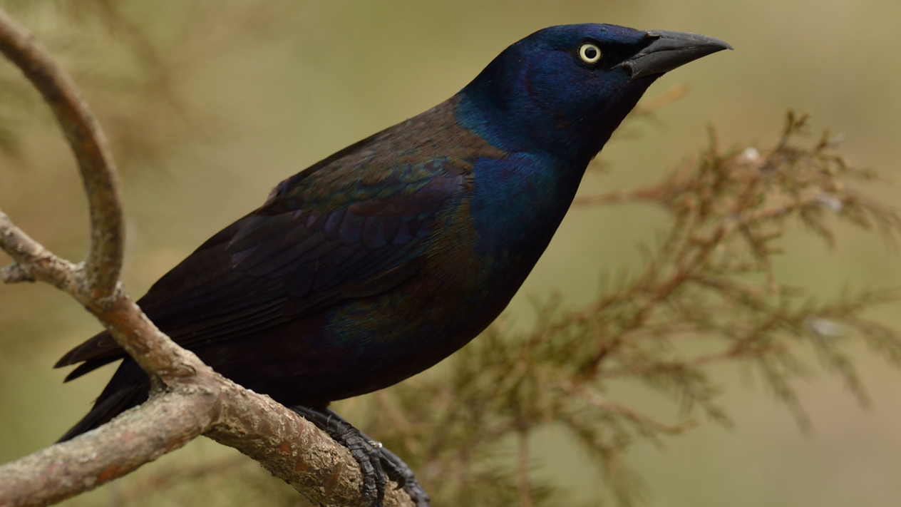 Common grackle. Photo © Mike Kilpatrick