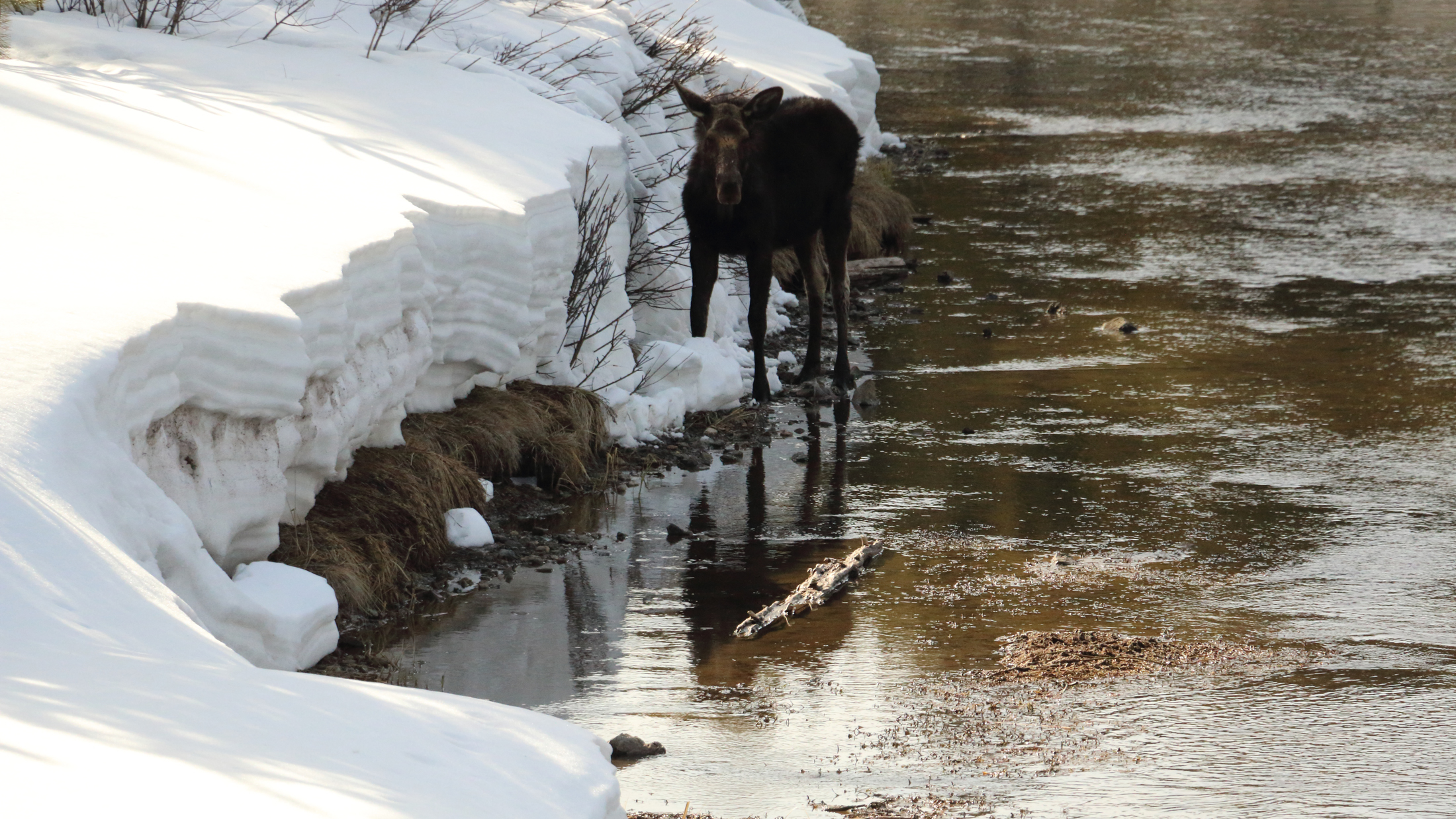 Moose. Photo © Kris Millgate, Tight Line Media, tightlinemedia.com