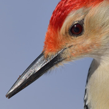 Red bellied woodpecker. Photo © Mike Kilpatrick