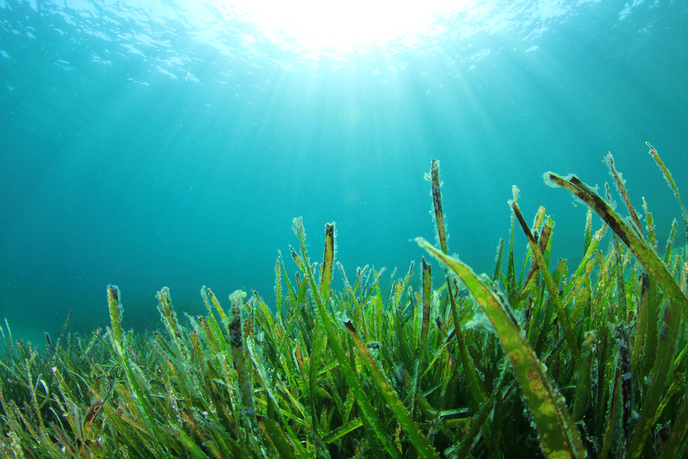 seagrass meadows food web