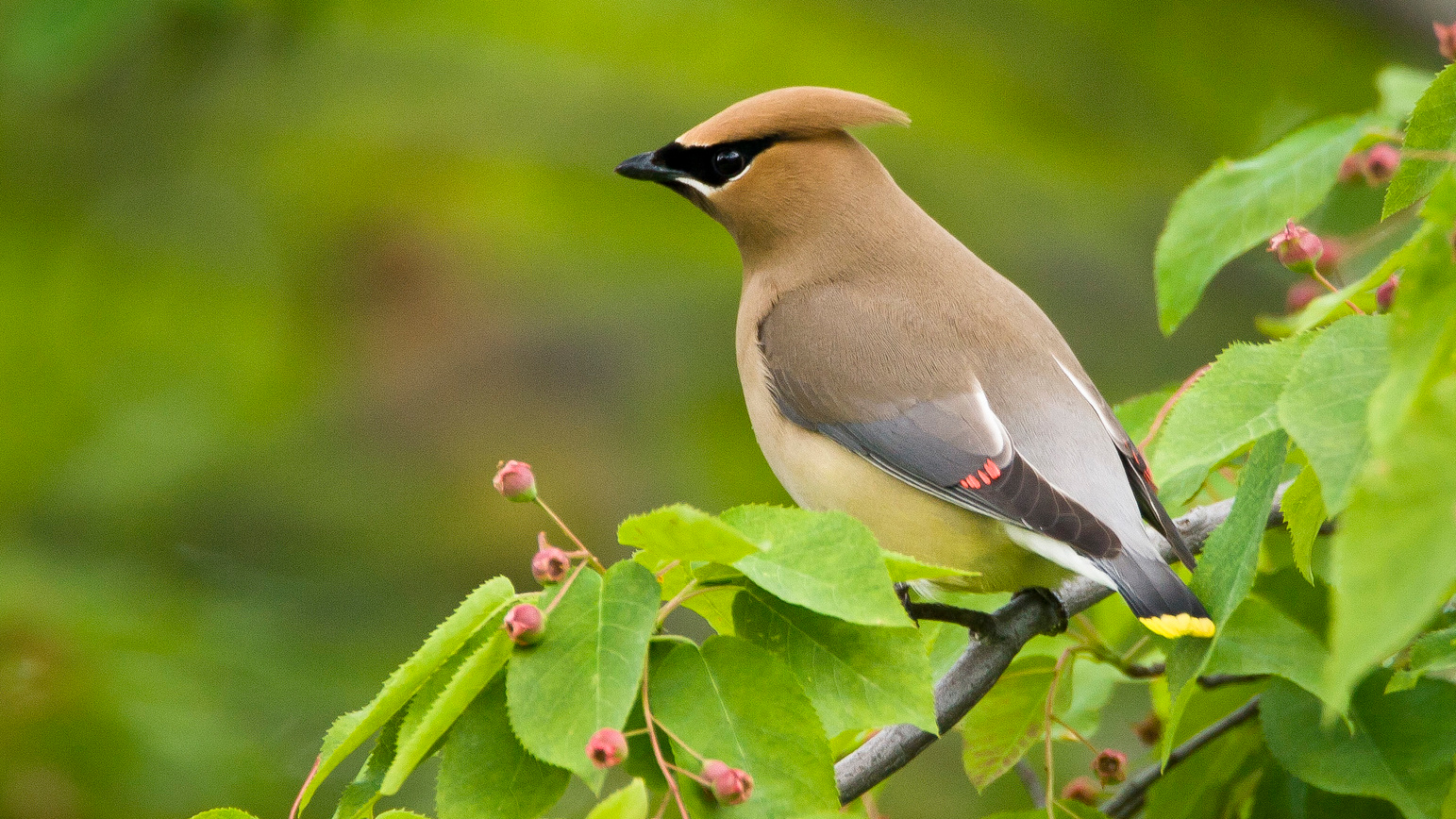 Cedar Waxwing (Bombycilla cedrorum) photographed at Mt. Port Crayon in West Virginia. Photo © Kent Mason