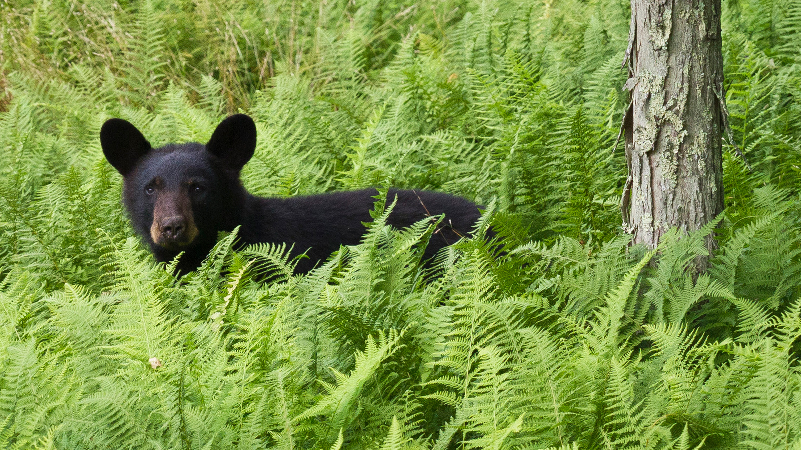 American black bear or North American black bear (Ursus americanus) photographed among a patch of springtime ferns at Mount Porte Crayon, West Virginia. Photo © Kent Mason 