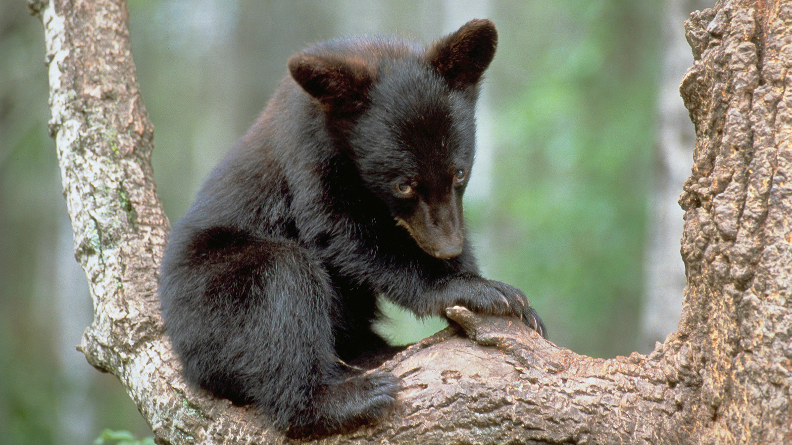 Black Bear Fact Sheet, Blog, Nature