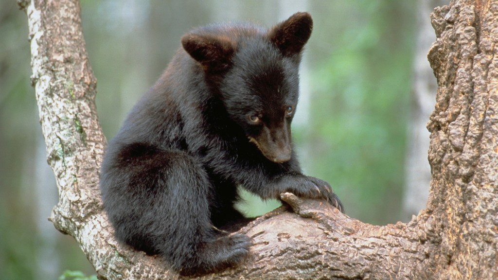 When Is a Black Bear Actually a Blue Bear? - Cool Green Science