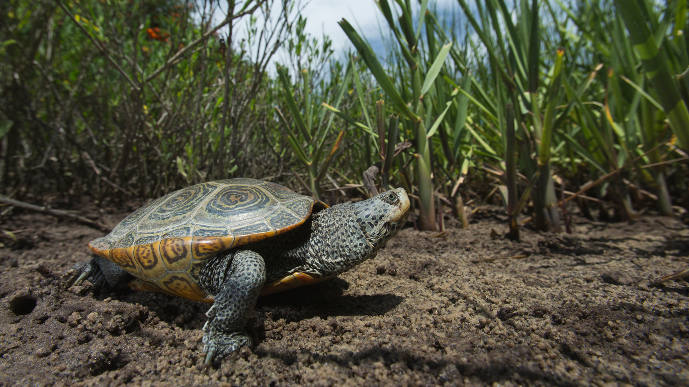 A diamondback terrapin (Malaclemys terrapin) searches for a place to lay its eggs near the Department of Natural Resources (DNR) headquarters on Jeckyll Island in Georgia. Photo © Mac Stone