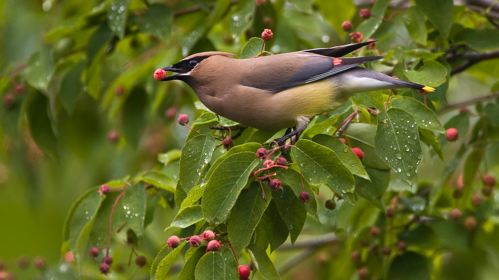 A Cedar Waxwing (Bombycilla cedrorum) eating berries at Mount Porte Crayon in West Virginia. Photo © Kent Mason