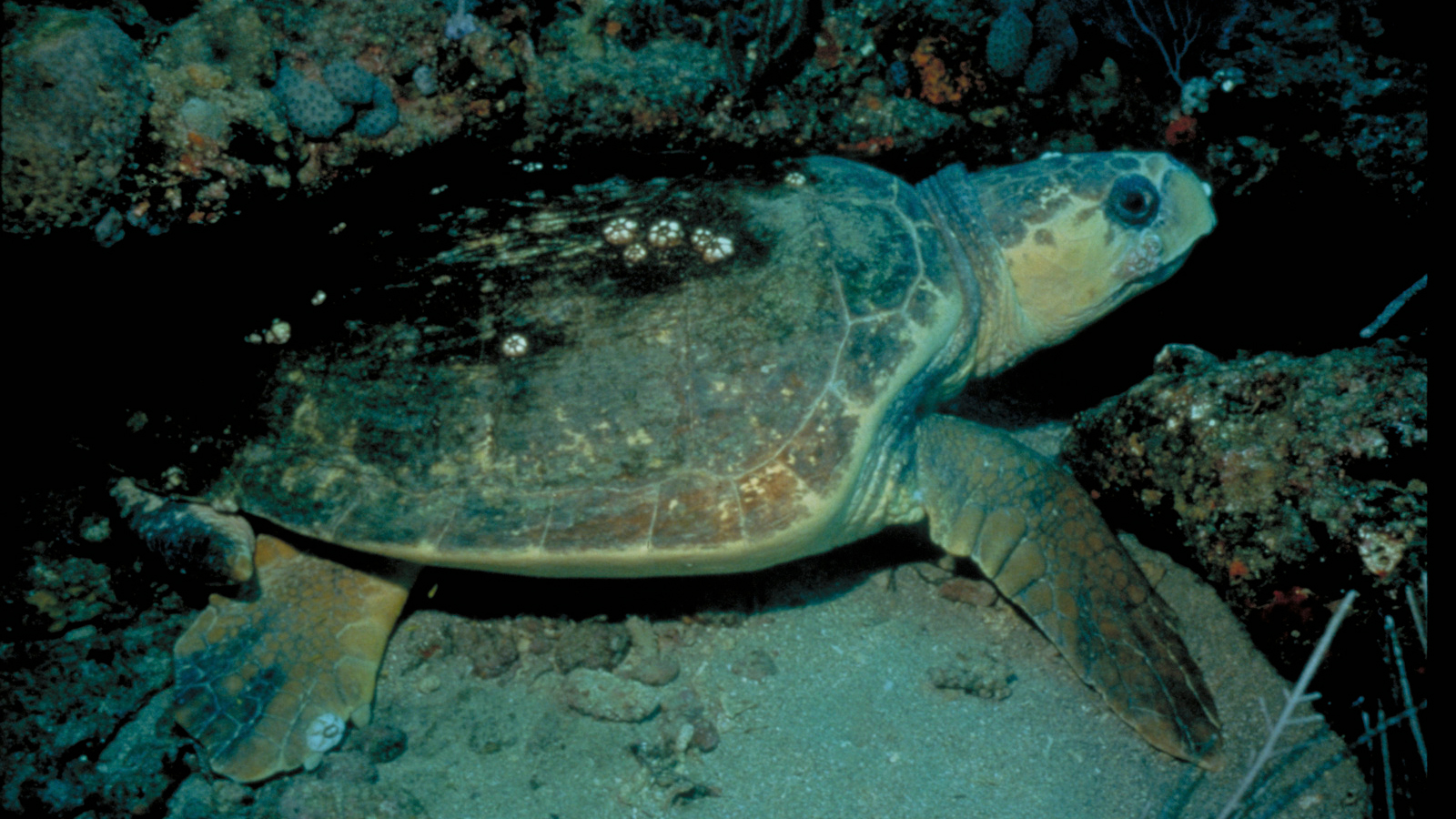 Loggerhead sea turtle underwater. Photo © The Nature Conservancy