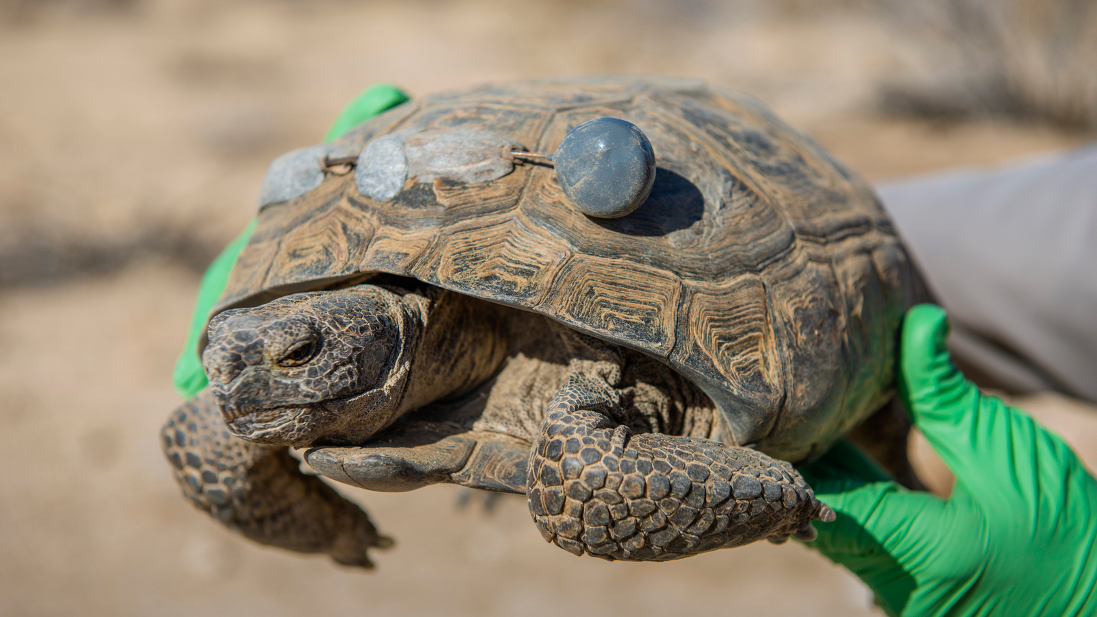 Kristen Lalumiere replacing location transmitters on desert tortoise in Joshua Tree National Park, California. Photo © Dave Lauridsen for The Nature Conservancy