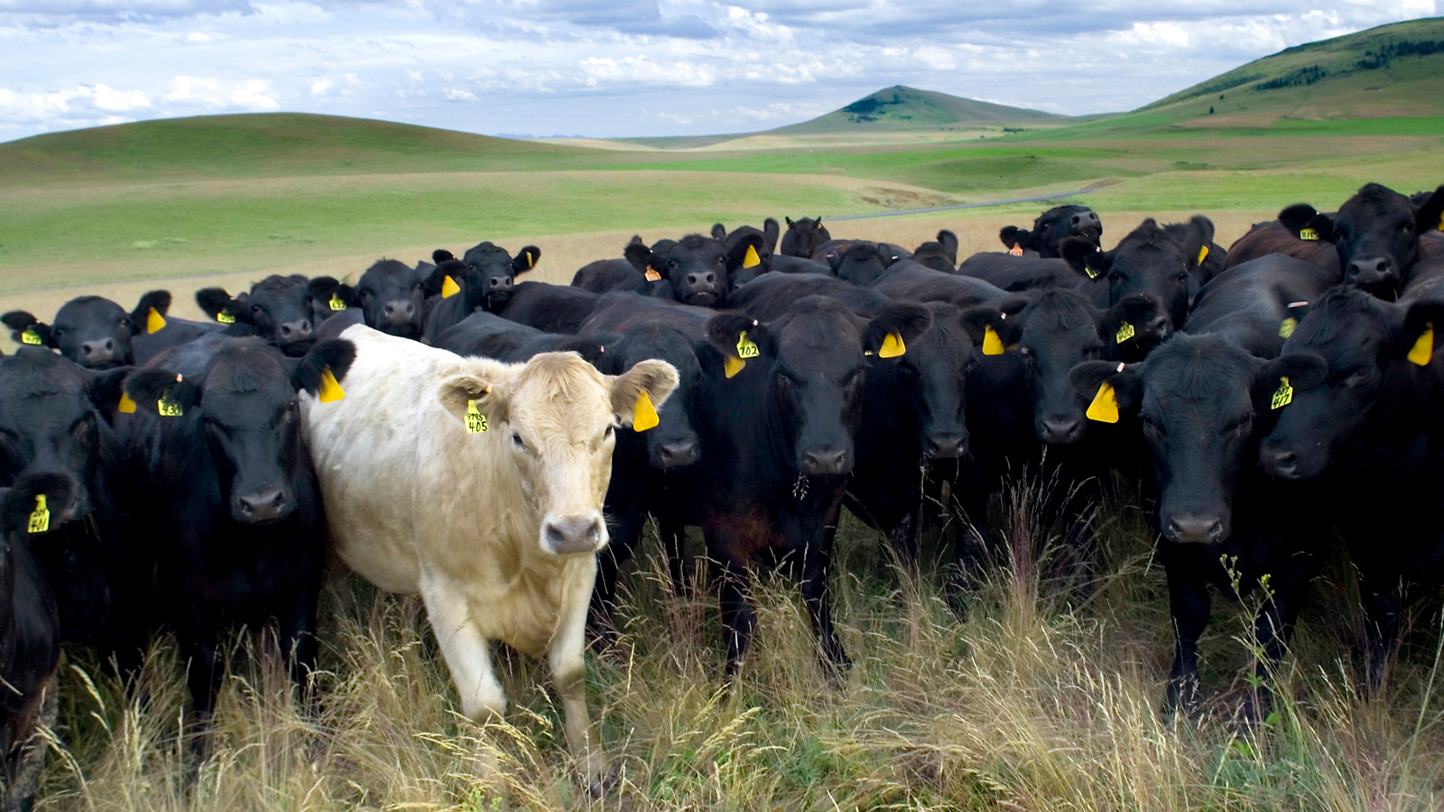 Angus with single Charolais (Bos taurus) at Zumwalt Prairie in Oregon. Photo © Rick McEwan