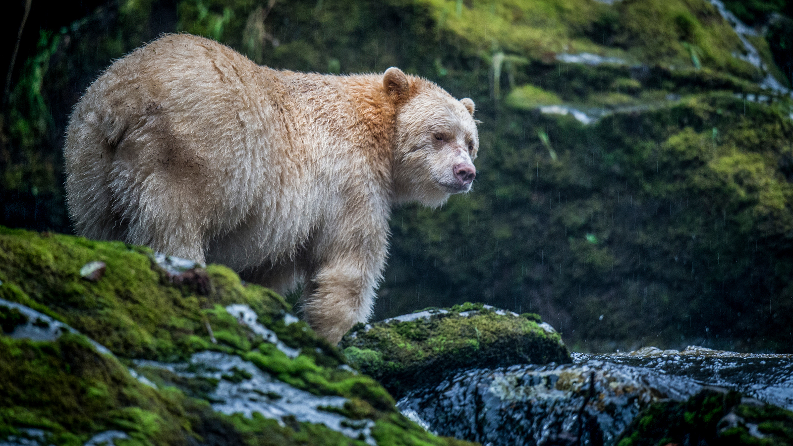 When Is a Black Bear Actually a Blue Bear? - Cool Green Science