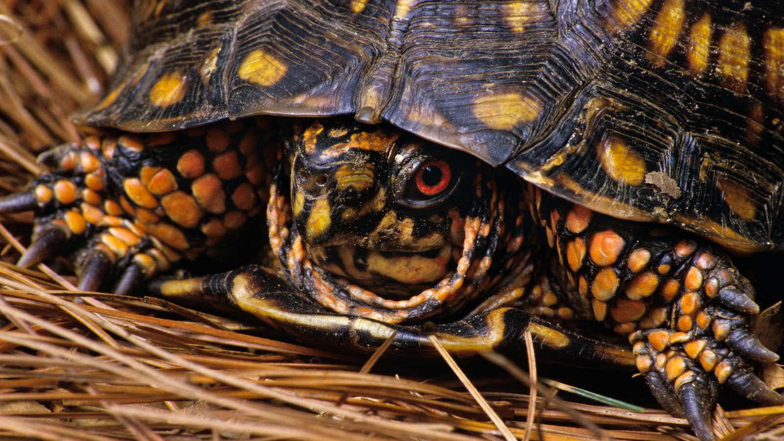 Eastern Box Turtle (Terrapene carolina) at Dolly Sods Wilderness. Photo © Kent Mason